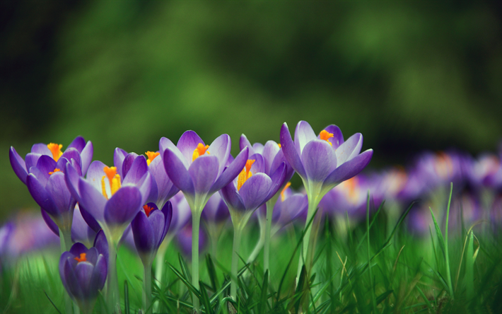 Immagini Fiori 4K : Uccello Bianco Blu E Verde Sul Ramo Di Un Albero Con Fiori In Fiore 4k ...