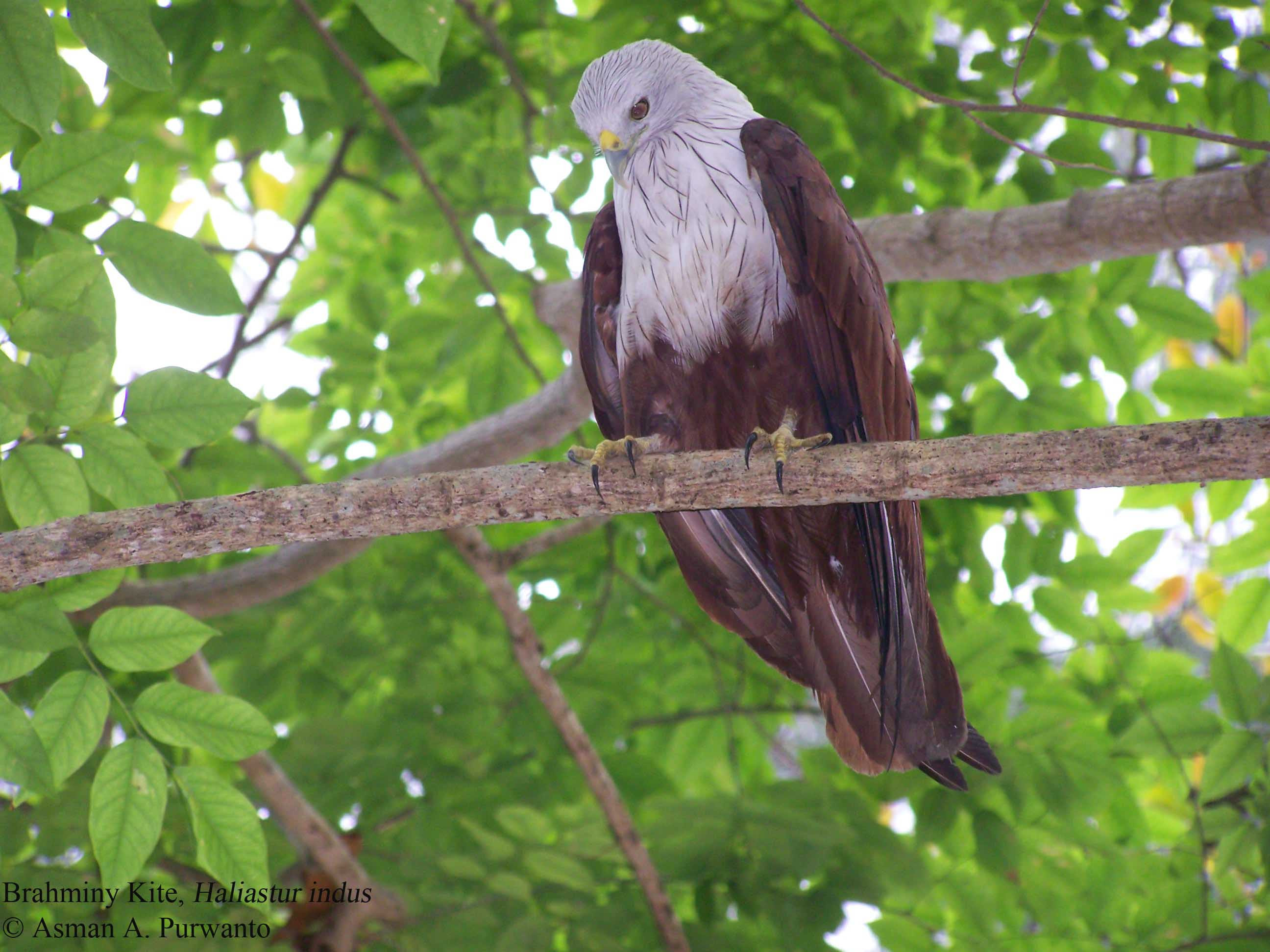  Elang  Bondol Trend burung 