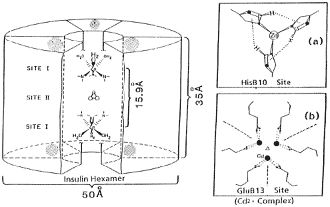 For insulin, this is its primary structure: Insulin Molecule Of The Month July 2010 Html Only Version