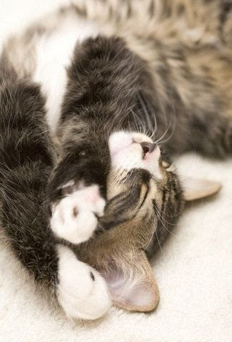 トップ100癒し 猫 壁紙 フリー すべての美しい花の画像