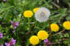 Dandelion flowers Stock Photo