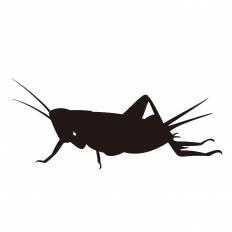 最高のコオロギ イラスト フリー 動物の島