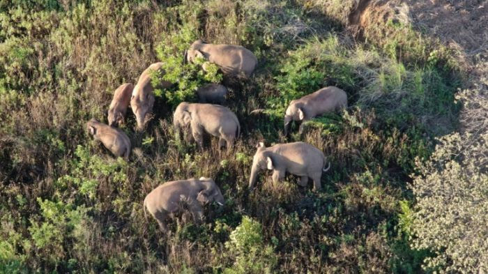 L'incroyable migration d'un troupeau d'éléphants à travers la Chine