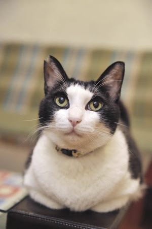 100以上 猫 はっちゃん 死因 猫 はっちゃん 死因
