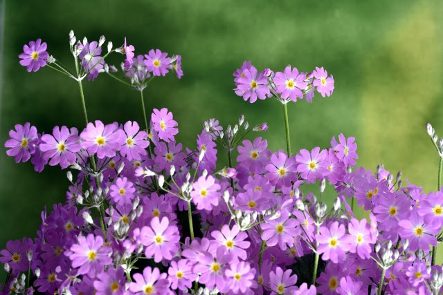 すべての美しい花の画像 50 素晴らしい桜草 の 種類