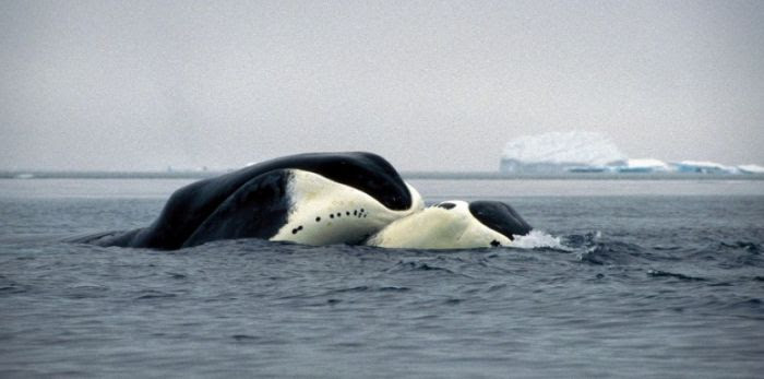 Le décryptage du génome de la baleine boréale explique pourquoi elle peut vivre 200 ans