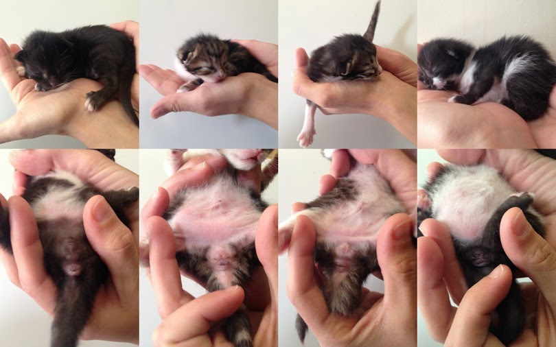 Chaton Male Ou Femelle 3 Mois Get Images
