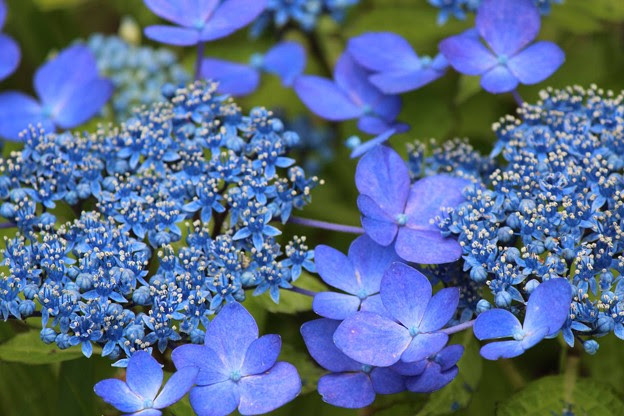 トップ100紫陽花 花 小さい 美しい花の画像