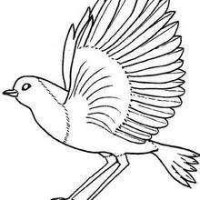 We have selected the best free birds coloring pages to print out and color. Bird Coloring Pages 90 Free Birds Coloring Pages Birds Coloring Sheets For Kids