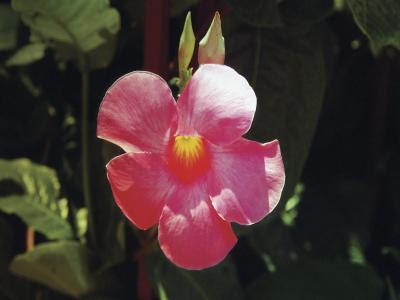 What's up with candy corn, anyway? How To Propagate Candy Corn Vines