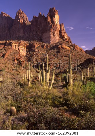 I've heard so many different answers. Saguaro Cactus The Largest Cactus In The World Is On The Sonoran Desert Of Arizona And Northern Mexico Saguaro These Gigantic Cactus Require Little Rain Reach Nine Feet From Their Base For Water