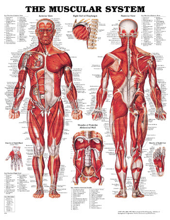 Muscle charts of the human body for your reference value these charts show the major superficial and deep muscles of the human body. Muscles Are The Type Of Tissues That Have Developed The Maximum Ability To Contract
