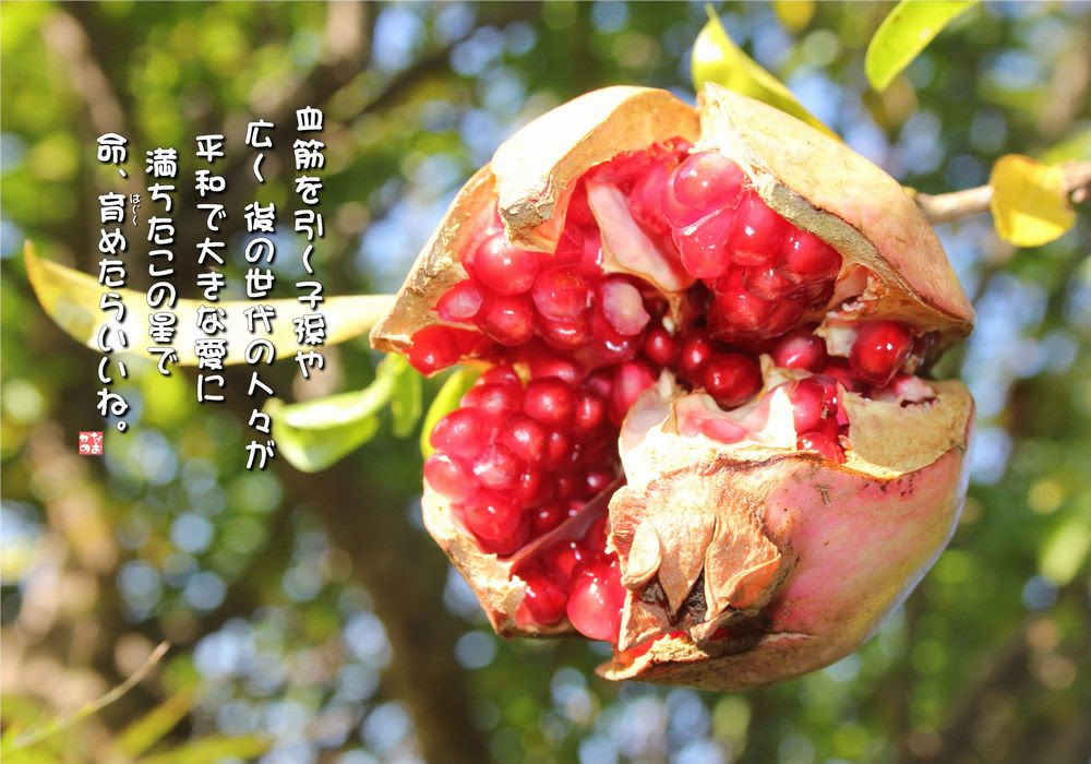 すべての花の画像 75 石榴 花言葉