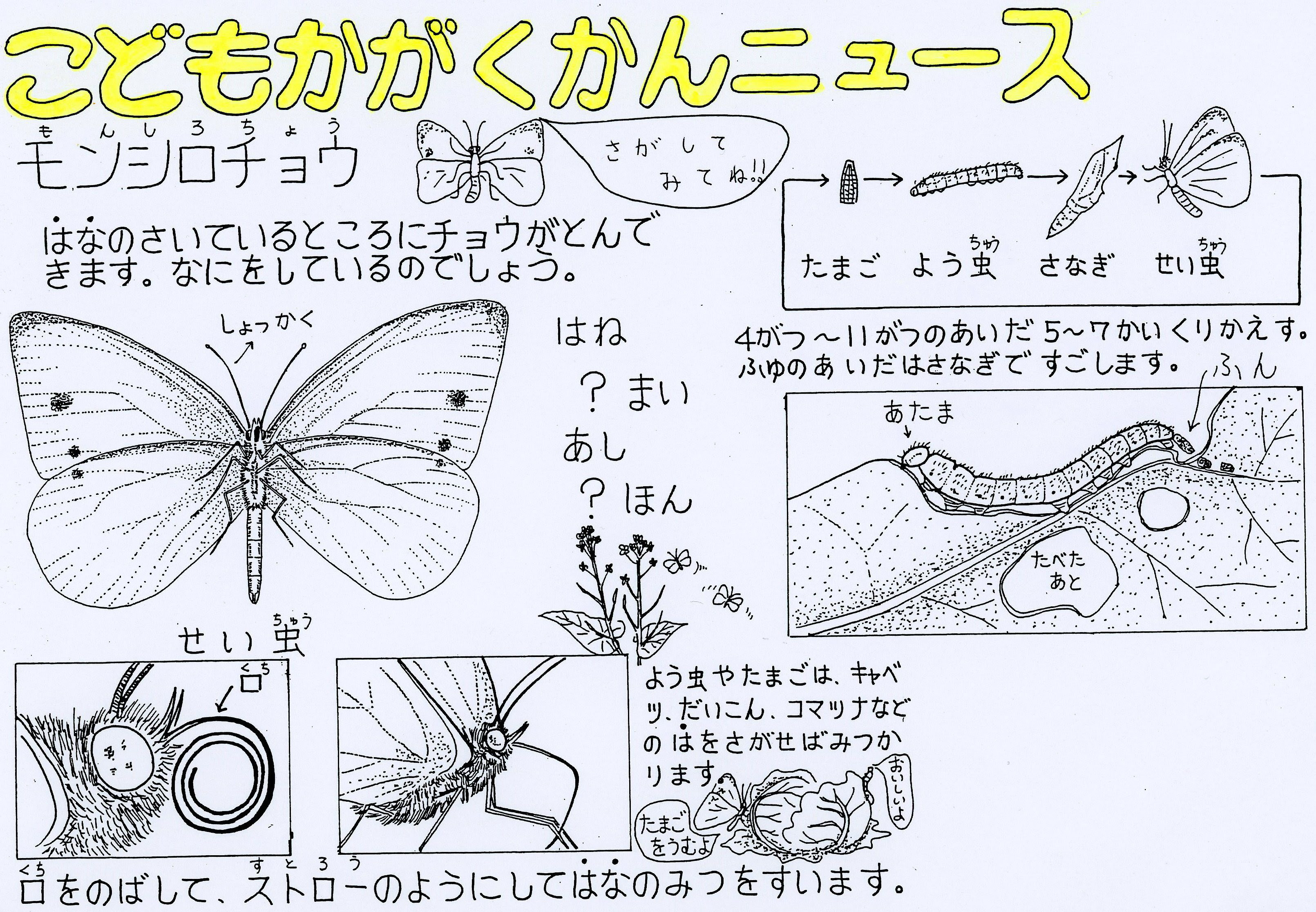 コンプリート モンシロチョウ ちょう の 体 の 作り 2930 Nyosspix2fur