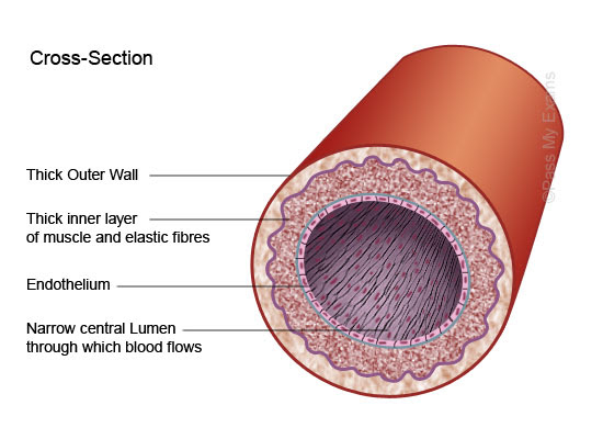 Diagram, heart, inside of, vein, artery, description, blood vessel, human body, medical illustration blood is pumped away from the heart at high pressure in arteries, and returns to the heart at low. Arteries Pass My Exams Easy Exam Revision Notes For Gsce Biology