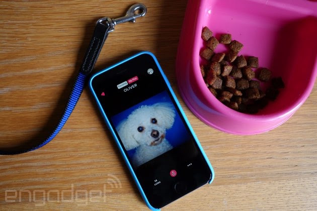 Tinder-like Cute or Not app lets you rate pet photos