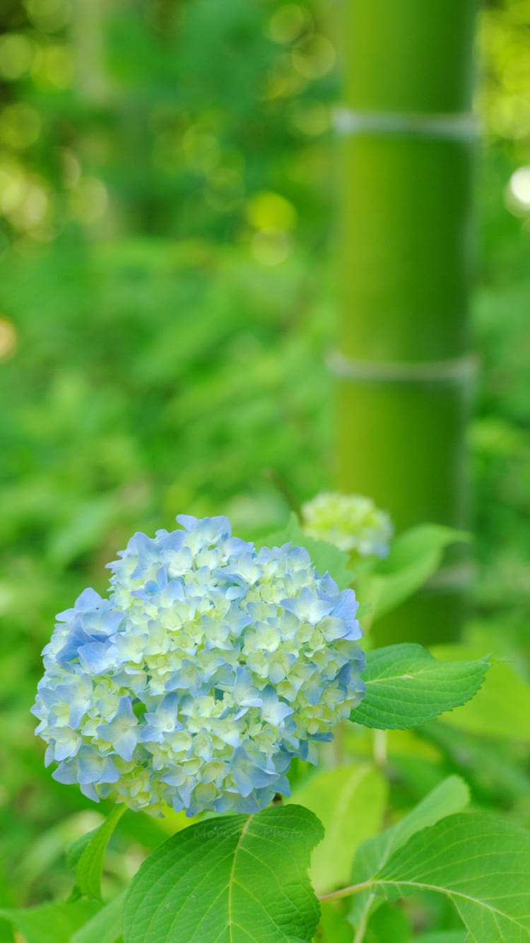 75 Iphone6 紫陽花 壁紙 最高の花の画像