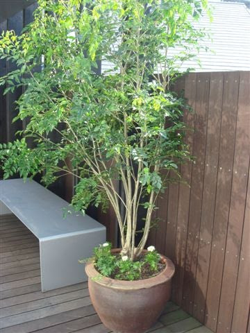すべての美しい花の画像 無料ダウンロード寒さ に 強い 植物 屋外