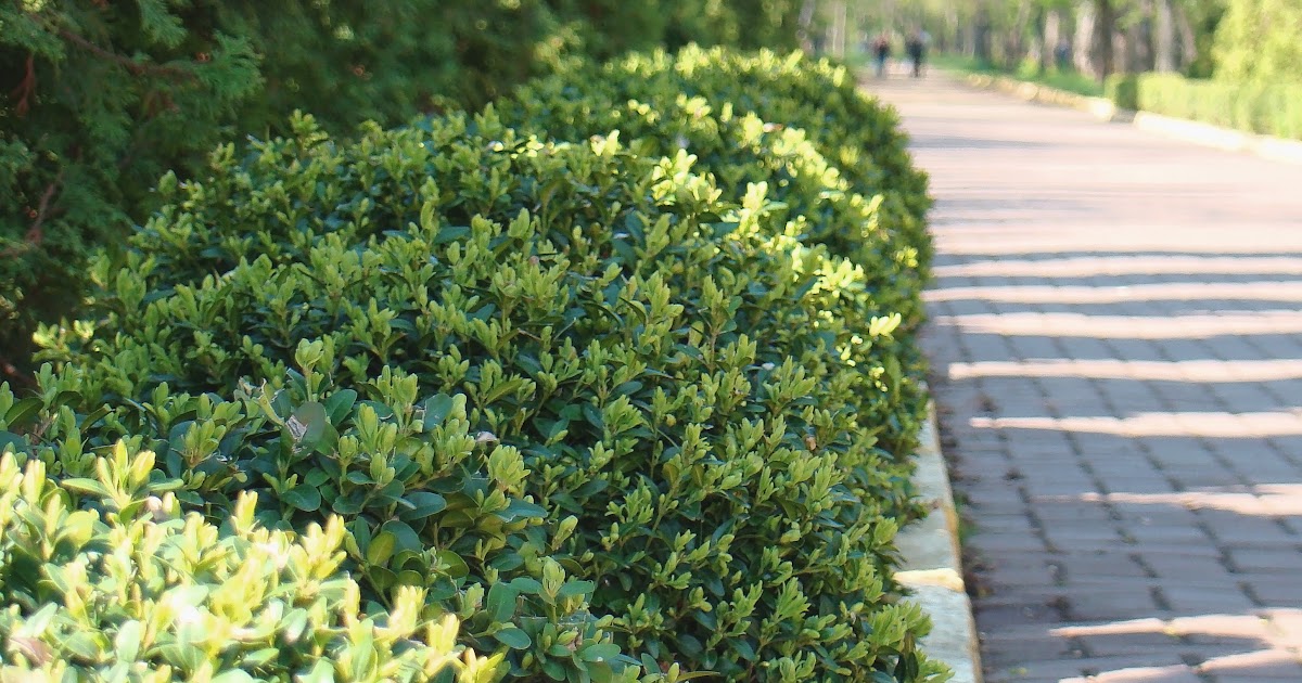 letter q worksheet: Deer Resistant Flowering Shrubs / Deer ...