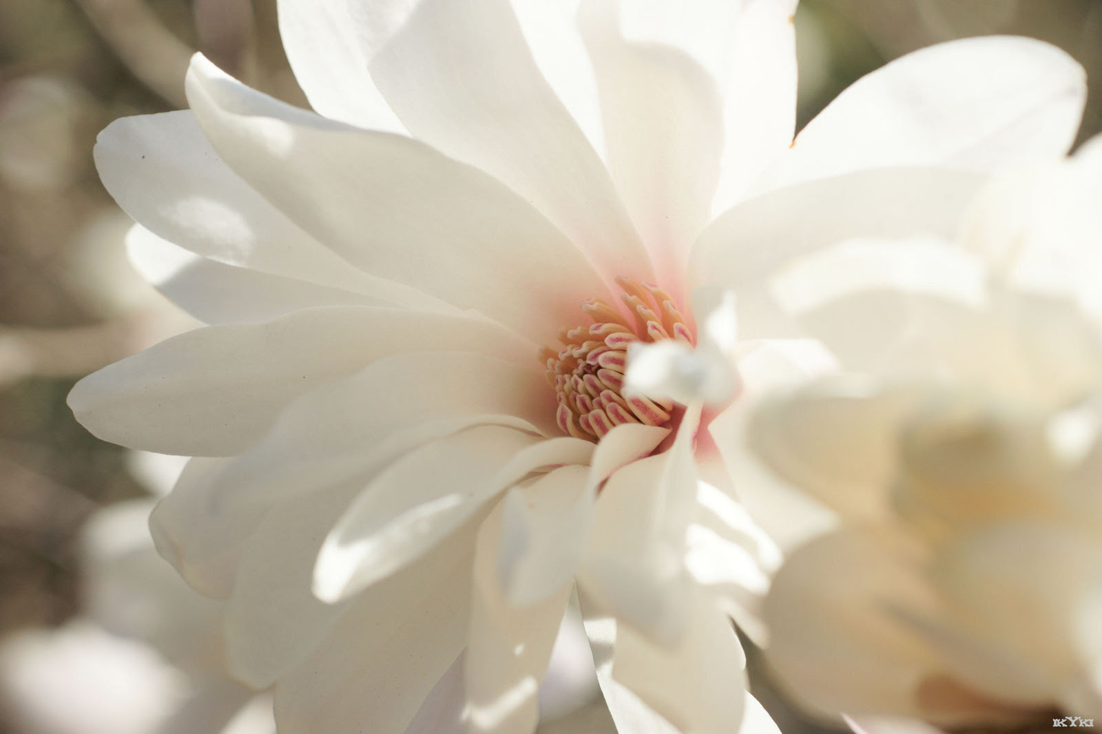 最高のこぶし 花 言葉 美しい花の画像