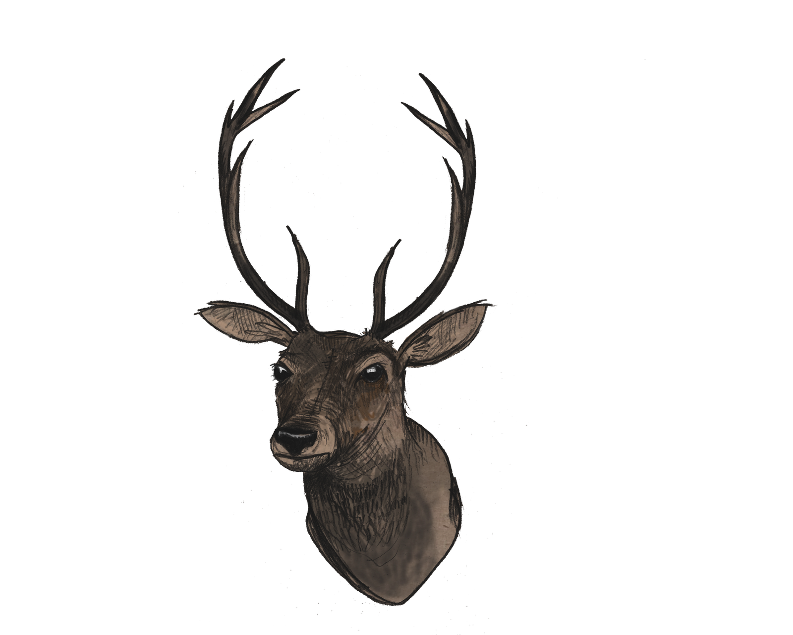 Free Deer Head Png Download Free Clip Art Free Clip Art On Clipart Library Pin amazing png images that you like. clipart library