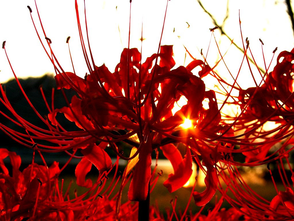 すべての花の画像 ユニーク彼岸花 壁紙