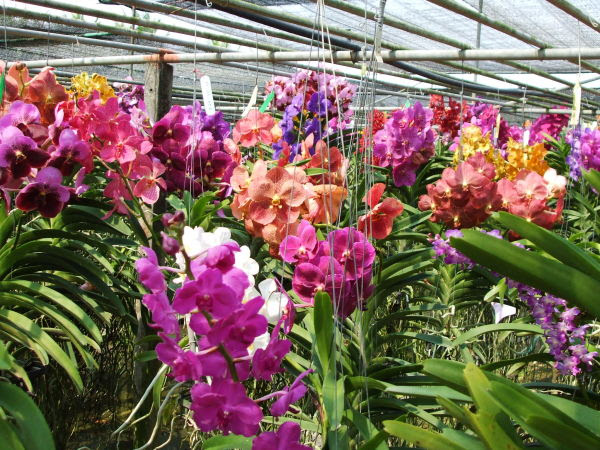 すべての花の画像 50 素晴らしいバンダ 花芽