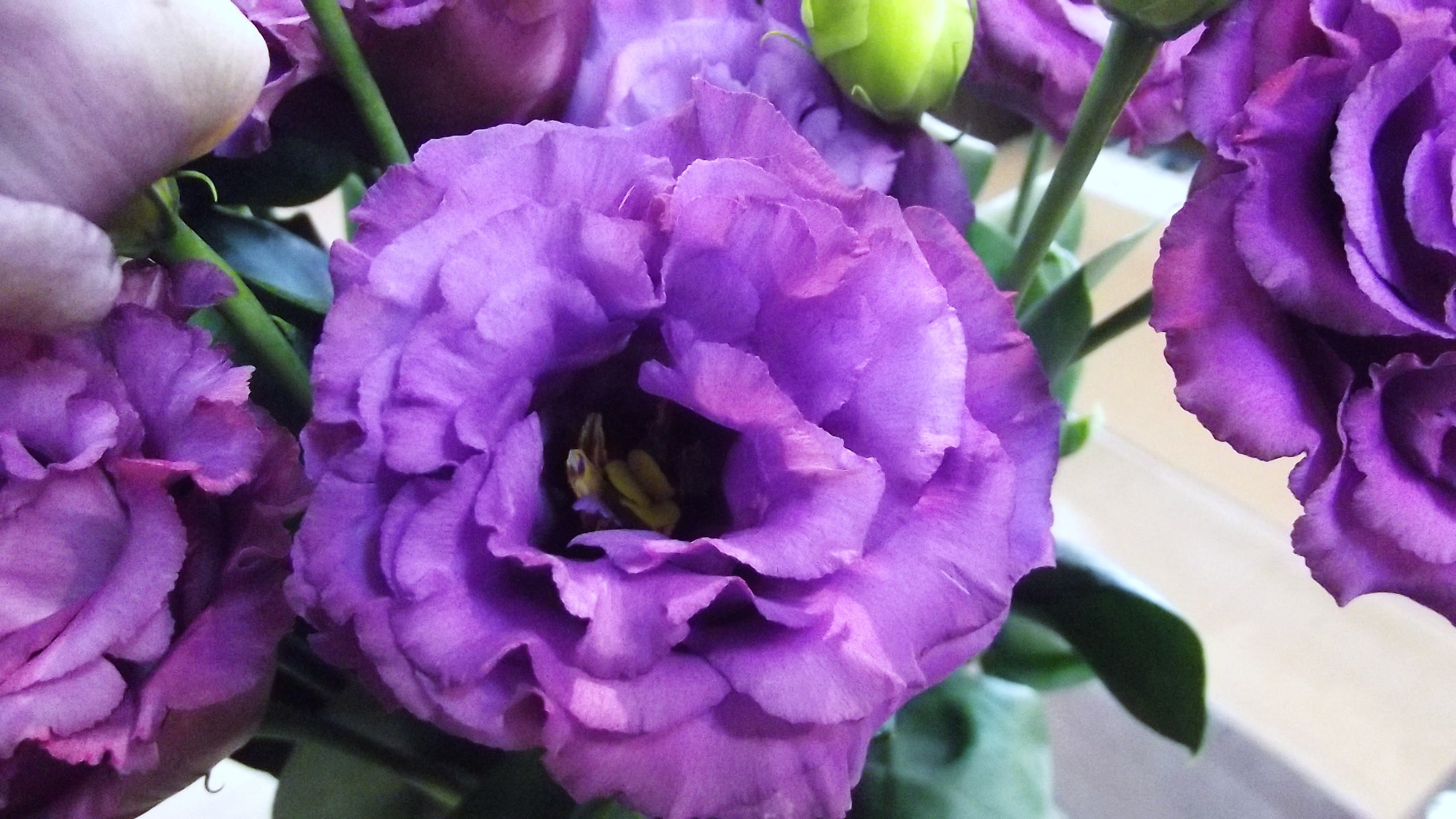 ラブリートルコ キキョウ セレブ ピンク 最高の花の画像