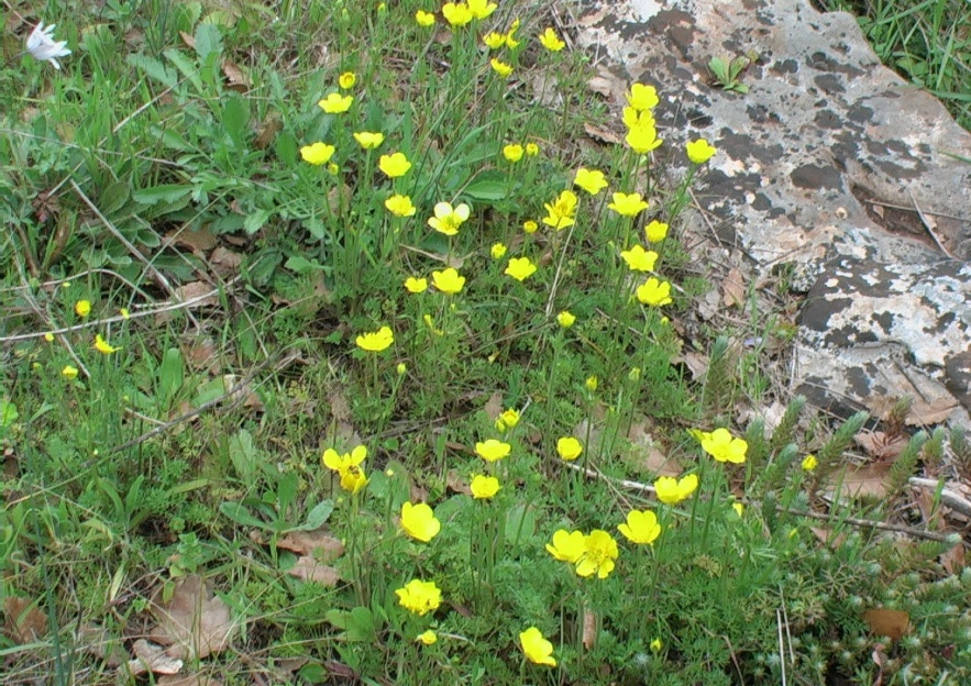 Pianta erbacea perenne alta fino a 80 cm con radice legnosa e linaria fiori gialli spontanei chiusi nelle loro labbra dotati di lungo sperone. Adonide Annua A Fiore Giallo Verdeostuni