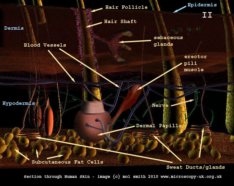 The skin becomes dark color. Human Cells Part Ii An Overview For Light Microscopists Skin