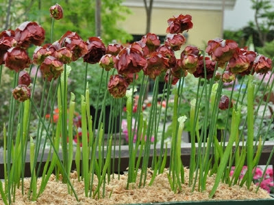 上 サラセニア 花 1159 サラセニア 花騎士