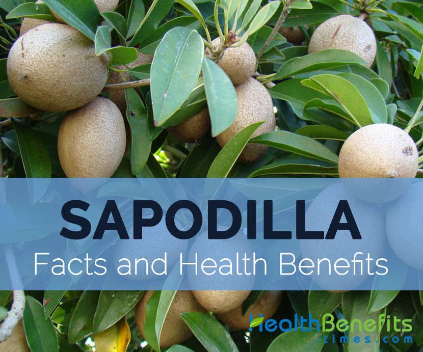 Sapodilla-तथ्यों और स्वास्थ्य लाभ