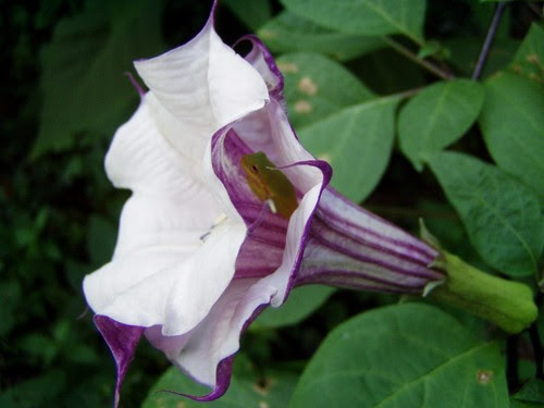 This is a form of nightshade & is toxic to animals & children but what an eyecatcher!!! Yard Garden Outdoor Living Datura Metel Ballerina Purple Striped 15 Seeds Plants Seeds Bulbs