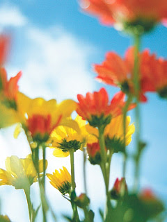 ベスト50 待ち受け 画像 花 美しい花の画像