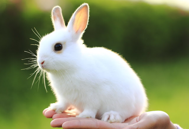 最高のイラスト画像 新鮮なうさぎ かわいい 画像