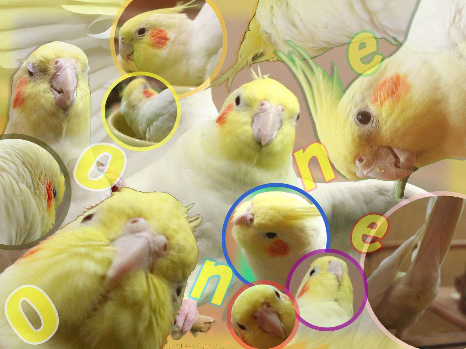 年の最高 オカメインコ 壁紙 Jpbestwallpaper