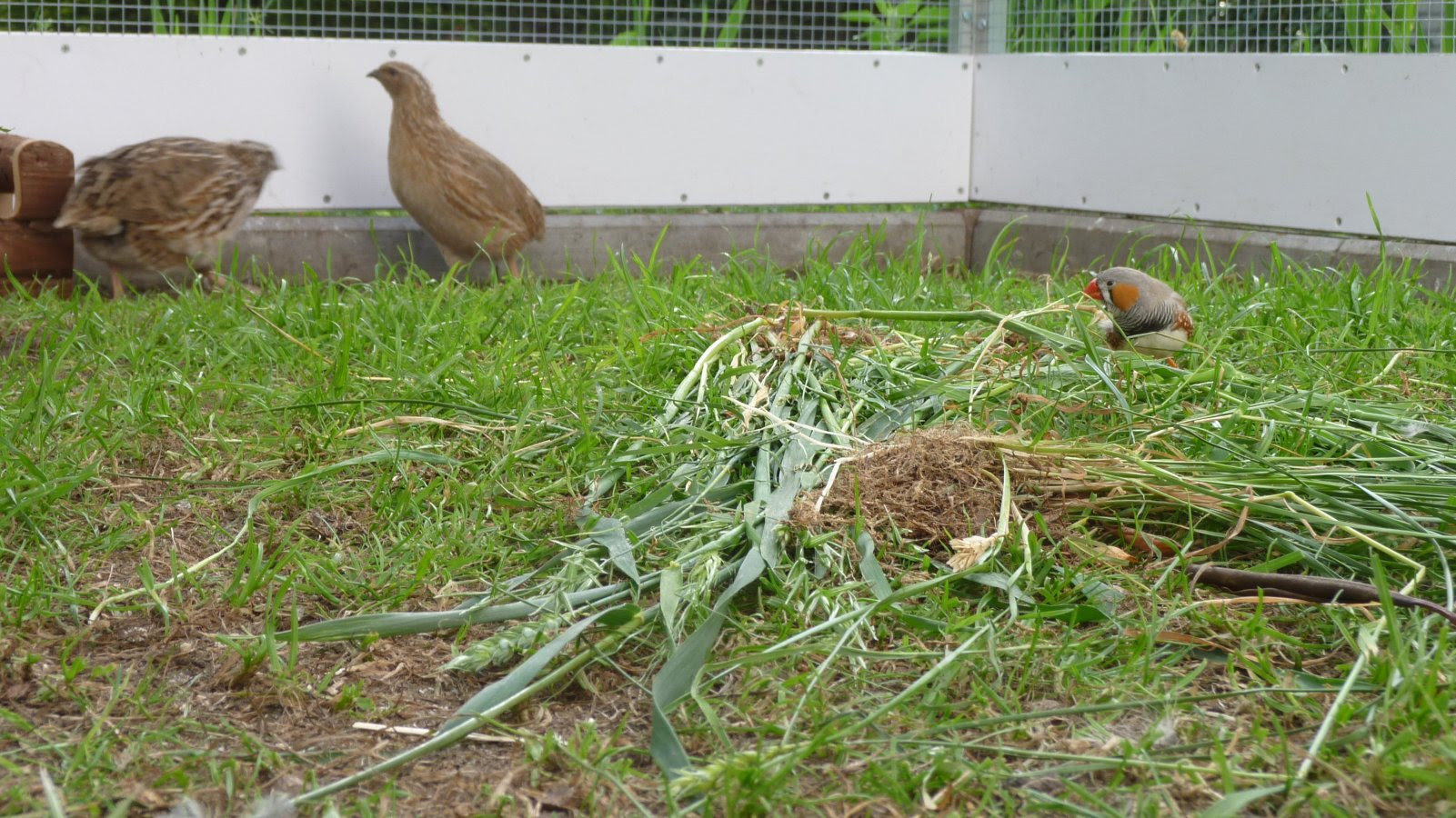 Die wachtel (coturnix coturnix und coturnix japonica) ist ein ungefähr starengroßer, im verborgenen lebender vogel, der in fast ganz europa, dem westlichen teil asiens und einem großen teil afrikas. Von Wachteln Zebrafinken Zwerghuhnern Und Eine Voliere