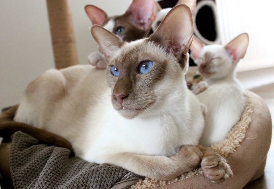 Learn how this siamese cat breed came to be as we dive in deep about their history. The Siamese Cat An Affectionate Talkative Breed Siamese And Orientals Cats Club