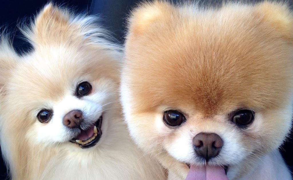 Top Five Top 5 cutest  dog  breeds 