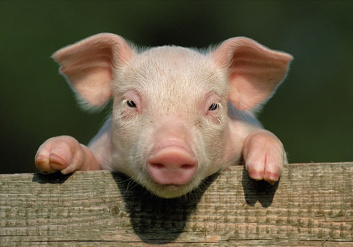 Gambar Babi Hd : Pig Cartoon Cute Swine Illustration Vector Image By C Eriek Vector Stock ...