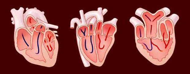 Bony Fish Heart Chambers