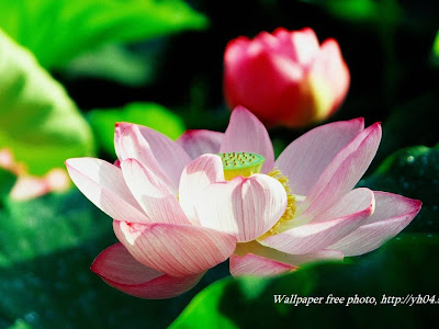 [10000印刷√] 花 デスクトップ 壁紙 高画質 101295
