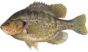 Redear Sunfish