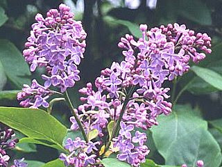 最高のライラック 誕生 花 最高の花の画像