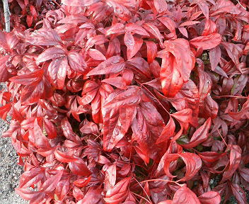 すべての花の画像 ロイヤリティフリー南天 実がならない