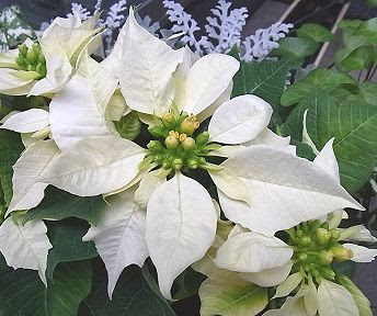 すべての美しい花の画像 50 ポインセチア 白 花言葉