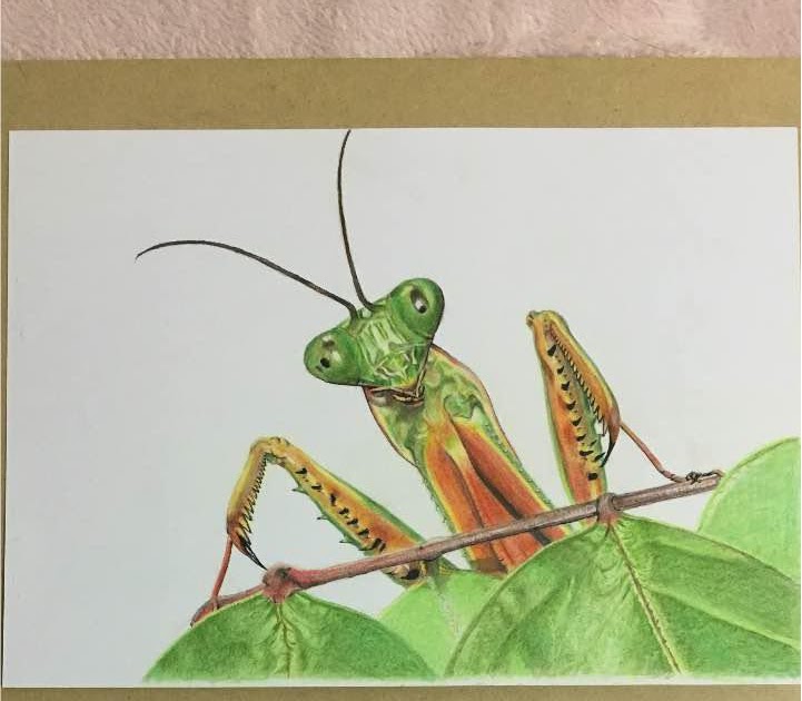 描き方 カマキリ イラスト 簡単 Apixtursaeon0ay