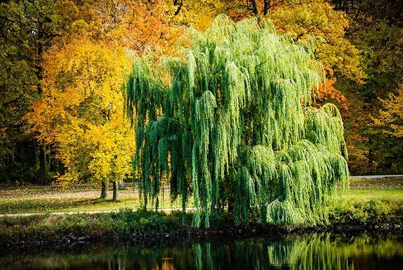 Your Magical Home: Earth Element Ritual: Getting Grounded