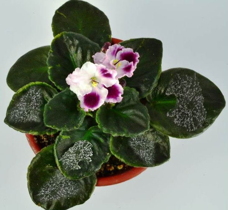 Another point to remember is that at the equator. Powdery Mildew On African Violet Plants Baby Violets