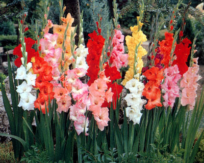 すべての美しい花の画像 最新花 言葉 グラジオラス